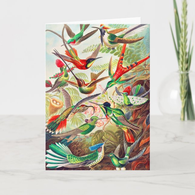 1904 hummingbirds print card (Front)