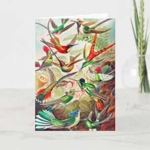 1904 hummingbirds print card