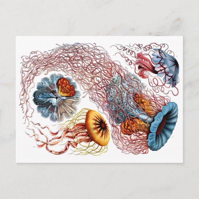 1904 Jellyfish Art Forms of Nature Print Postcard (Front)