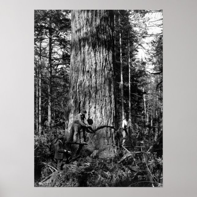 1910 STANLEY PARK CANADA LOGGERS POSTER (Front)