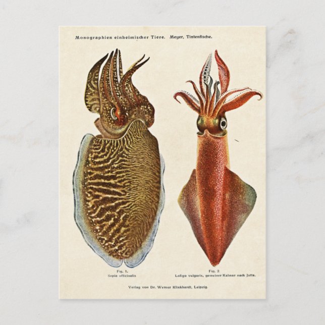 1913 Sepia und Octopus Postcard (Front)