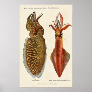 1913 Sepia und Octopus Poster
