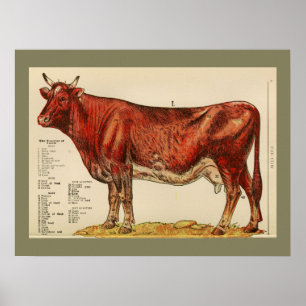 1917 Vintage Cow Anatomy Chart