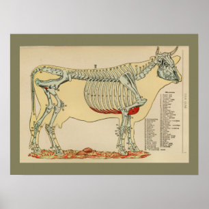 1917 Vintage Cow Skeletal Anatomy Chart