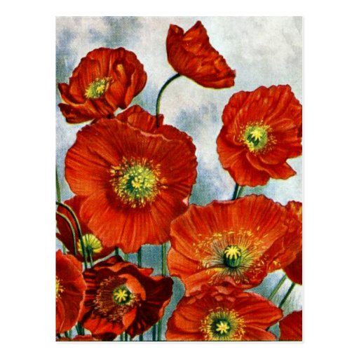 Image of 1922 Iceland Poppy Illustration Postcard