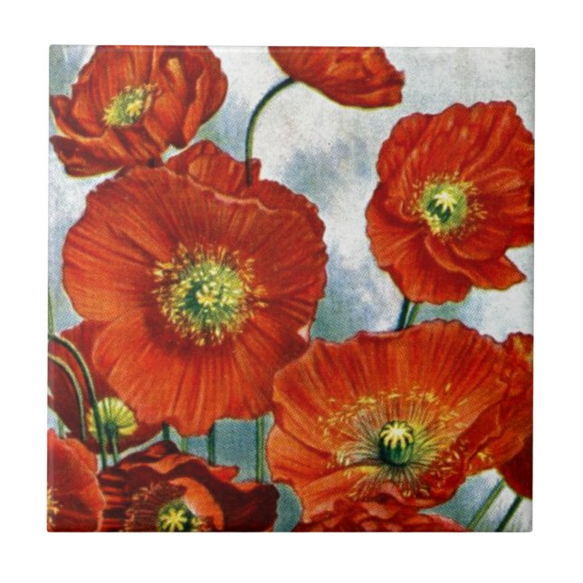 1922 Iceland Poppy Illustration Tile (Front)