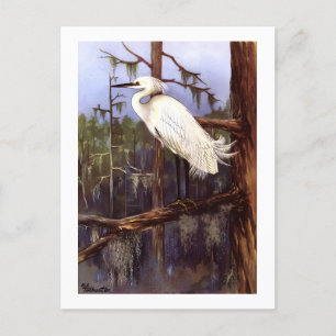 1926 Vintage TODHUNTER BIRDS "SNOWY EGRET" reprint Postcard