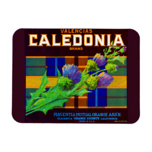 1930s Caledonia orange crate label Magnet