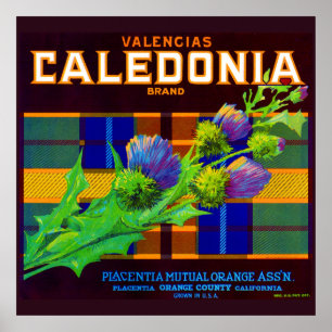 1930s Caledonia orange crate label Poster