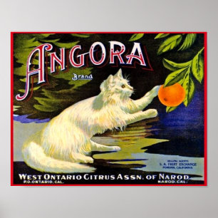 1940's Angora Brand Citrus Label With Cat  Poster
