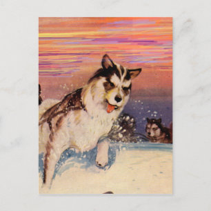 1940s Siberian husky sled dogs doing their thing Postcard