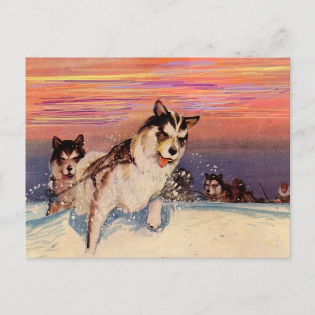 1940s Siberian husky sled dogs doing their thing Postcard (Front)