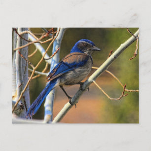 197 JAY POSTCARD