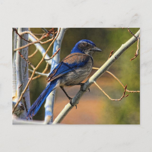 197 JAY POSTCARD (Front)