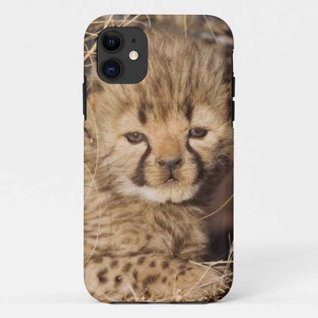 19 days old male cub. Namibia Case-Mate iPhone Case (Back)