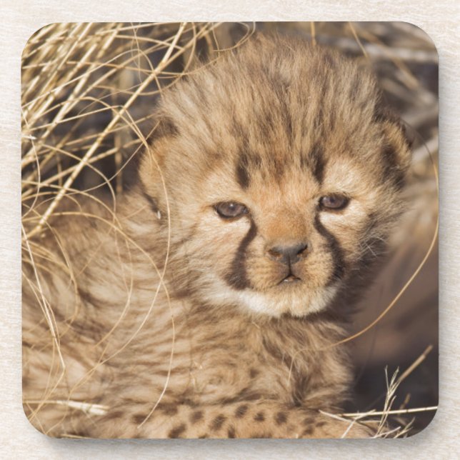 19 days old male cub. Namibia Coaster (Front)
