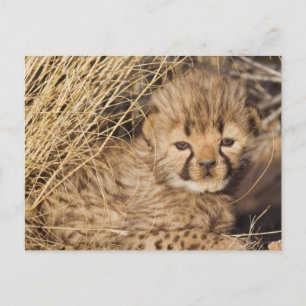 19 days old male cub. Namibia Postcard