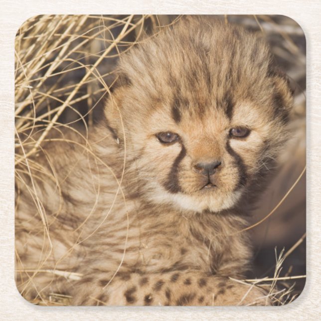 19 days old male cub. Namibia Square Paper Coaster (Front)