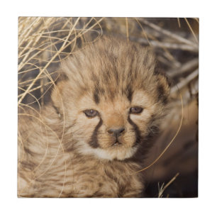 19 days old male cub. Namibia Tile