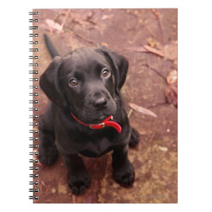 19 Week Old Black Lab Notebook