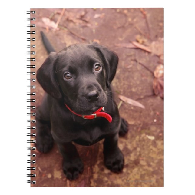 19 Week Old Black Lab Notebook (Front)