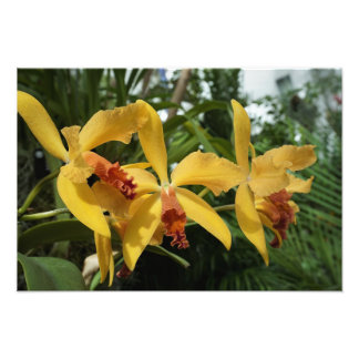 19"x13" Gold Orchids Photo Print