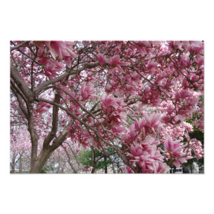 19"x13" Large Pink Magnolia Photo Print