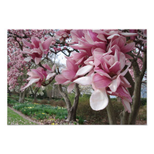 19"x13" Pink Magnolia Trees Photo Print