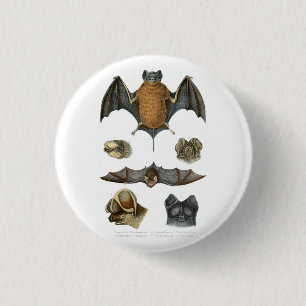 19th C. Bat Print 3 Cm Round Badge