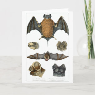 19th C. Bat Print Card