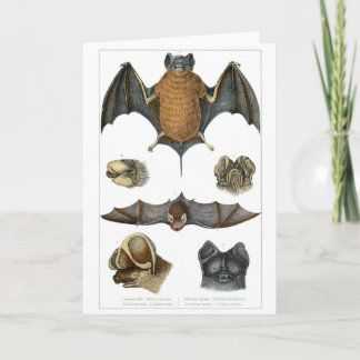 19th C. Bat Print Card