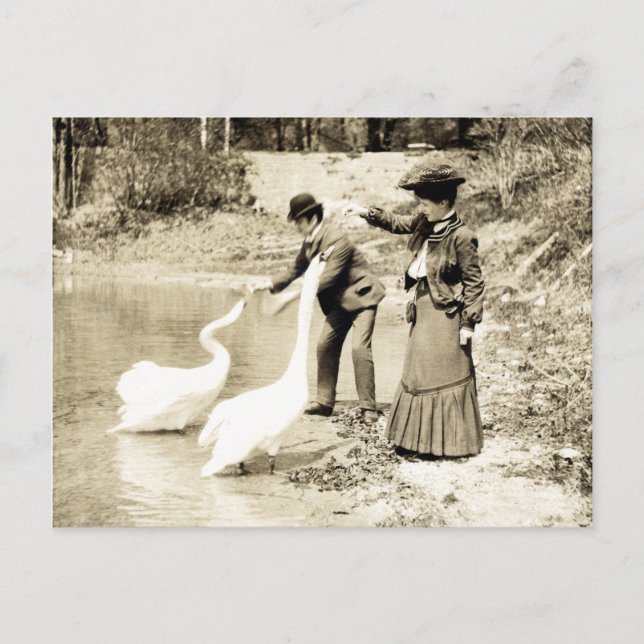19th C. Swans in Paris Postcard (Front)