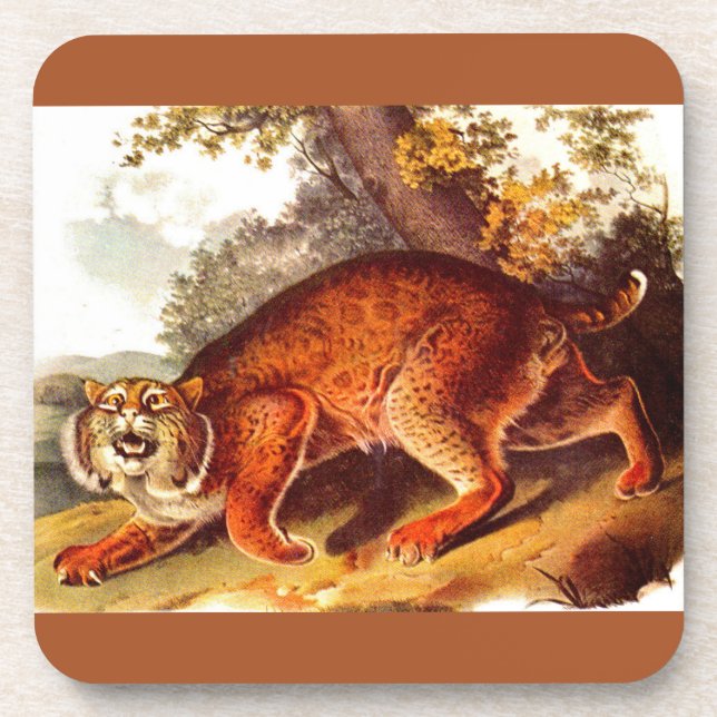 19th century bobcat print coaster (Front)