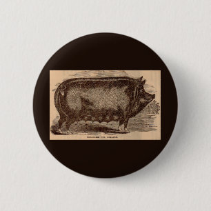 19th century farm animal print Berkshire sow no. 1 6 Cm Round Badge