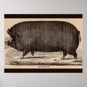 19th century farm animal print Berkshire sow no. 2