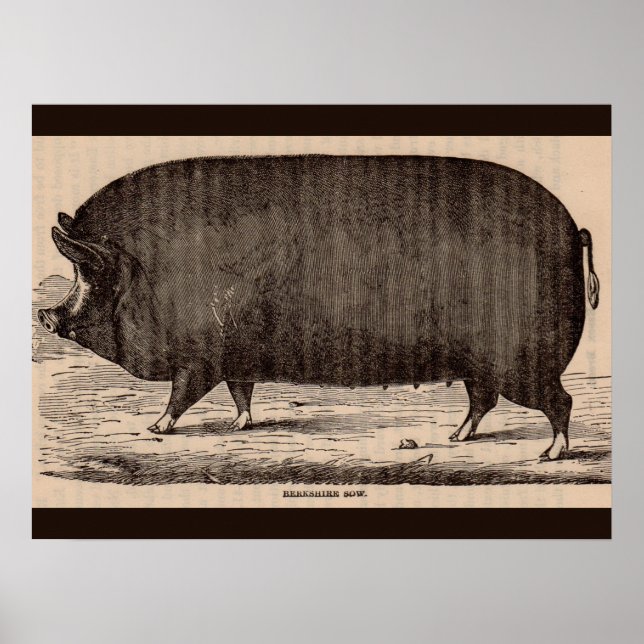 19th century farm animal print Berkshire sow no. 2 (Front)