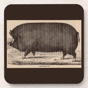 19th century farm animal print Berkshire sow no. 2 Coaster