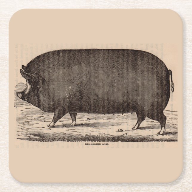 19th century farm animal print Berkshire sow no. 2 Square Paper Coaster (Front)