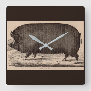 19th century farm animal print Berkshire sow no. 2 Square Wall Clock