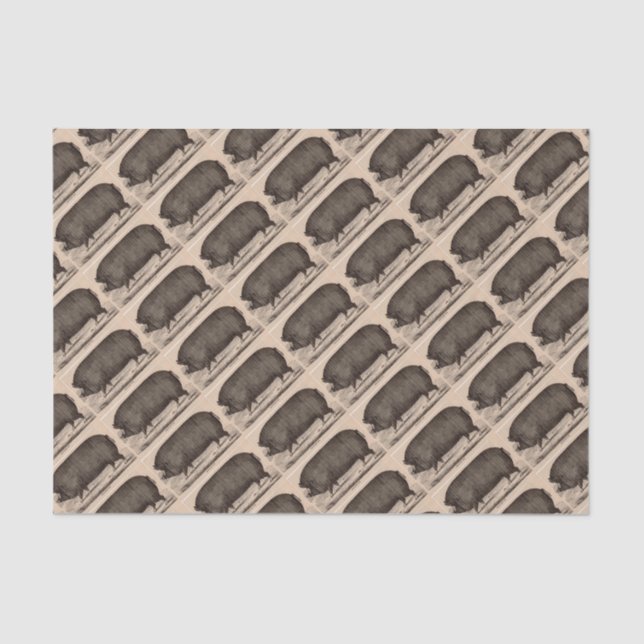 19th century farm animal print Berkshire sow no.2 Tissue Paper (Front)