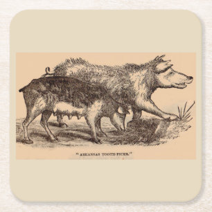 19th century farm animal print pigs square paper coaster
