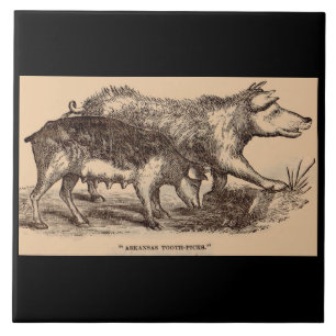 19th century farm animal print pigs tile