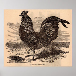 19th century Gallus Sonneratii rooster print