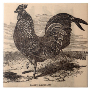 19th century Gallus Sonneratii rooster print Tile