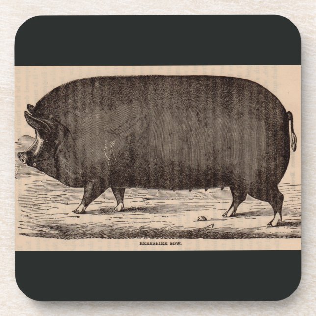 19th century pig print Berkshire sow no. 2 Coaster (Front)