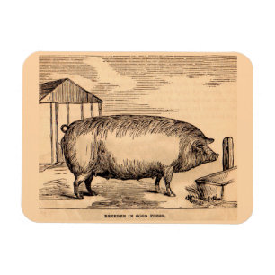 19th century pig print ‘Breeder in Good Flesh’ Magnet