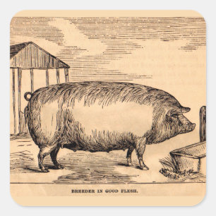 19th century pig print ‘Breeder in Good Flesh’ Square Sticker
