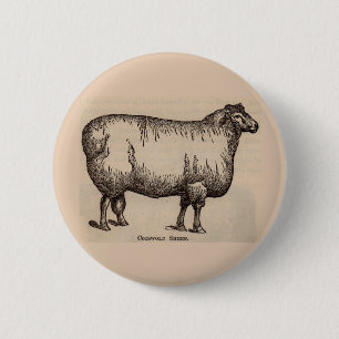 19th century print Cotswold sheep 6 Cm Round Badge