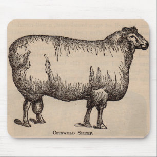 19th century print Cotswold sheep Mouse Mat