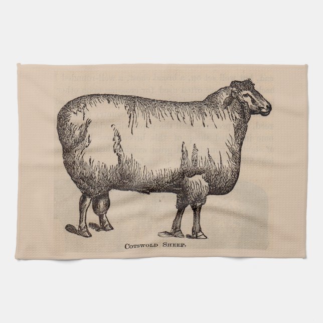 19th century print Cotswold sheep Tea Towel (Horizontal)